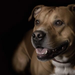 un chien trés affectueux avec son maître. hyper realistic, photorealistic, intricate, cinematic lighting